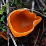 Aleuria aurantia – Gemeiner Orangebecherling