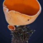 Aleuria aurantia – Gemeiner Orangebecherling