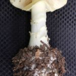 Amanita citrina, Gelber Knollenblätterpilz, Pilze