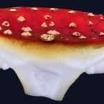 Amanita muscaria, Fliegenpilz