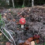Amanita muscaria, Fliegenpilz