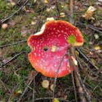 Amanita muscaria, Fliegenpilz