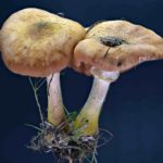 Armillaria cepistipes, Zwiebelfüßiger Hallimasch