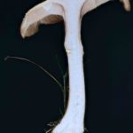 Armillaria cepistipes, Zwiebelfüßiger Hallimasch