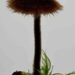 Auriscalpium vulgare, Ohrlöffel-Stacheling