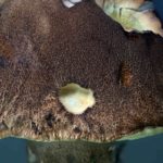 Boletus aestivalis, Sommersteinpilz