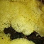 Ceratiomyxa porioides, Gelbes Netzpolster