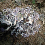 Chondrostereum purpureum, Violetter Knorpelschichtpilz