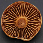 Chroogomphus helveticus, Filziger Gelbfuß