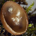 Ciboria amentacea, Erlenkätzchen-Becherling