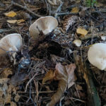 Clitocybe phyllophila, Bleiweißer Firnis-Trichterling