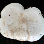 Clitocybe phyllophila, Bleiweißer Firnis-Trichterling