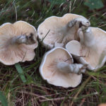 Clitopilus prunulus, Mehl-Räsling