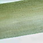 Coprinellus micaceus – Gemeiner Glimmertintling