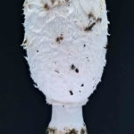 Coprinus comatus, Schopf-Tintling