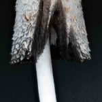 Coprinus comatus, Schopf-Tintling
