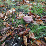Cortinarius balteatocumatilis, Braunvioletter Schleierling