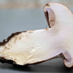 Cortinarius balteatocumatilis, Braunvioletter Schleierling