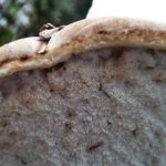 Fomitopsis betulina – Birkenporling