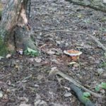 Ganoderma applanatum – Flacher Lackporling
