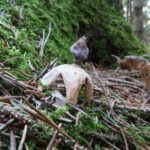Geastrum quadrifidum – Kleiner Nest-Erdstern