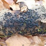 Jackrogersella cohaerens – Schwarze Buchenkohlenbeere