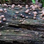 Lycogala epidendrum – Blutmilchpilz