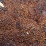 Phaeolus spadiceus – Kiefern-Braunporling