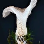 Pleurotus ostreatus, Austernseitling