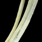 Psathyrella spadiceogrisea - Schmalblättriger Faserling