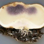 Scleroderma citrinum – Dickschaliger Kartoffelbovist