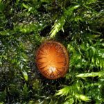 Scutellina crinita – Bewimperter Schildborstling