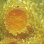 Uromyces poae, Scharbockskraut-Rostpilz