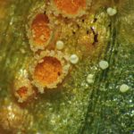 Uromyces poae – Scharbockskraut-Rostpilz