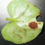 Uromyces poae – Scharbockskraut-Rostpilz